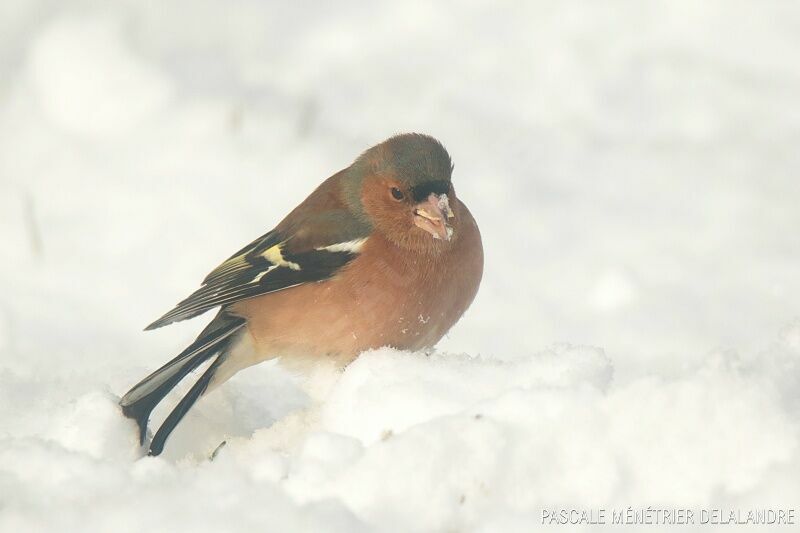 Common Chaffinch male adult