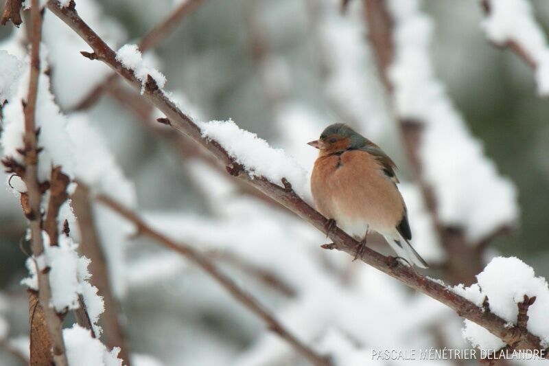 Common Chaffinch male adult