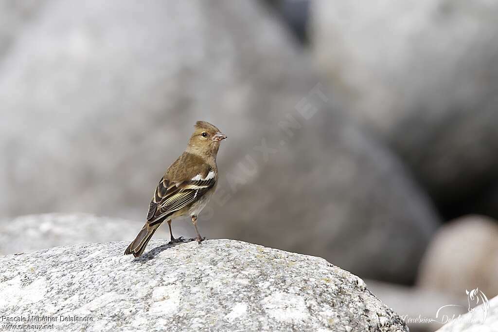 Common Chaffinch female