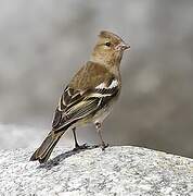 Eurasian Chaffinch