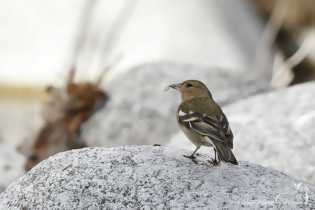 Common Chaffinch