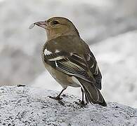 Eurasian Chaffinch