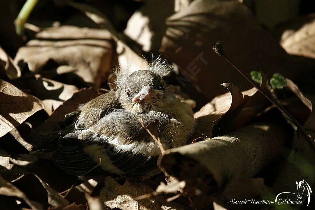 Common Chaffinchjuvenile