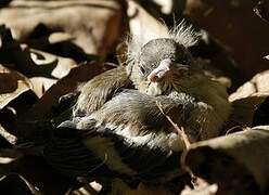 Eurasian Chaffinch