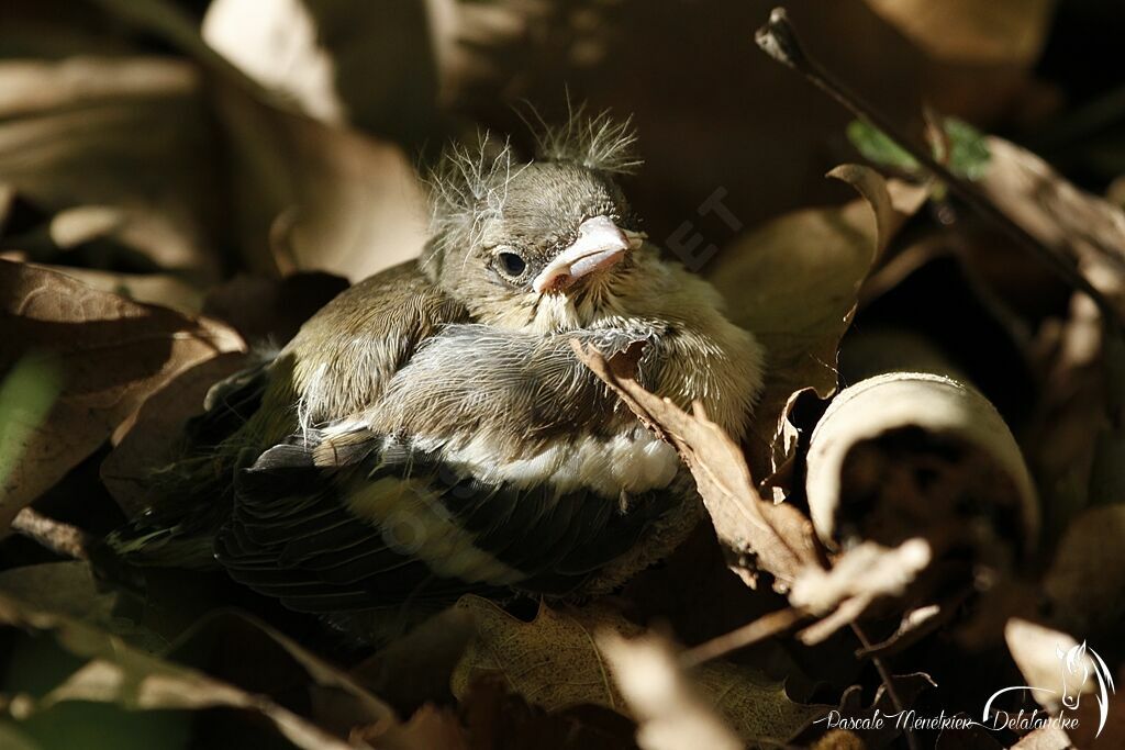 Common Chaffinchjuvenile