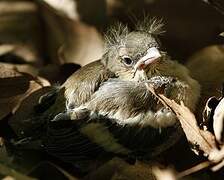 Common Chaffinch