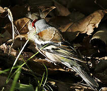 Common Chaffinch