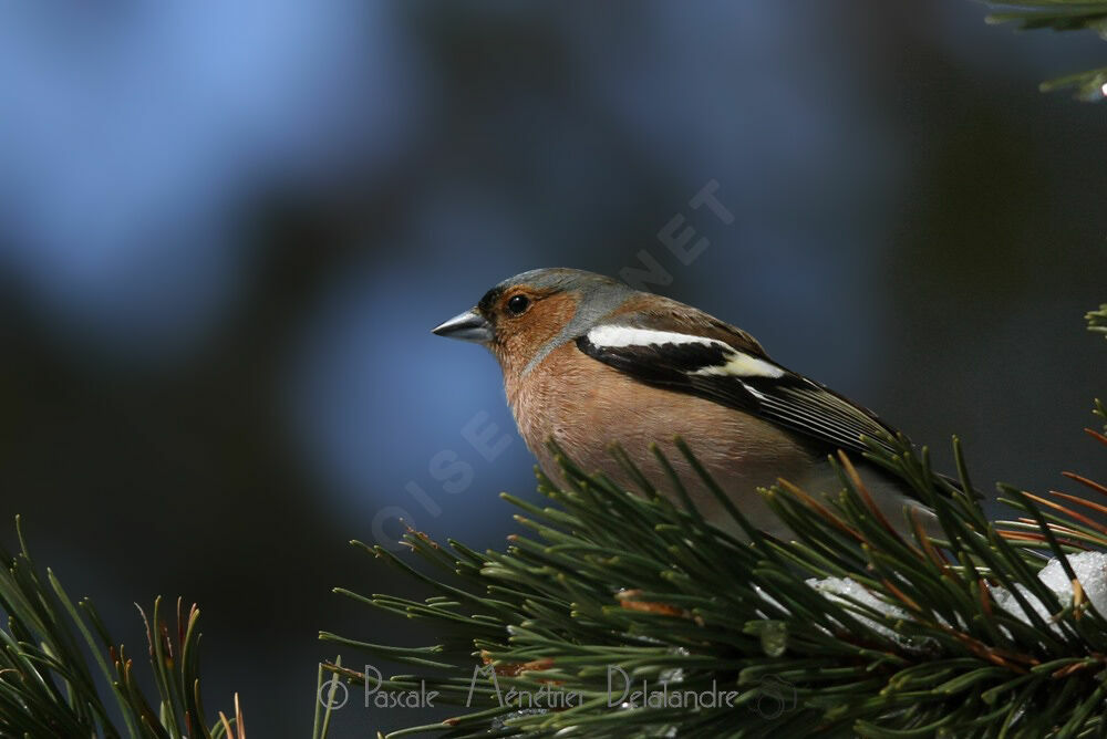 Common Chaffinch male adult breeding