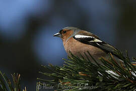 Eurasian Chaffinch