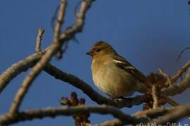 Eurasian Chaffinch