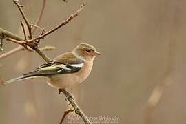 Common Chaffinch