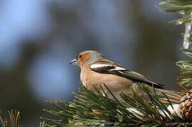 Pinson des arbres