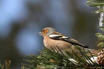 Pinson des arbres