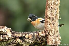 Brambling