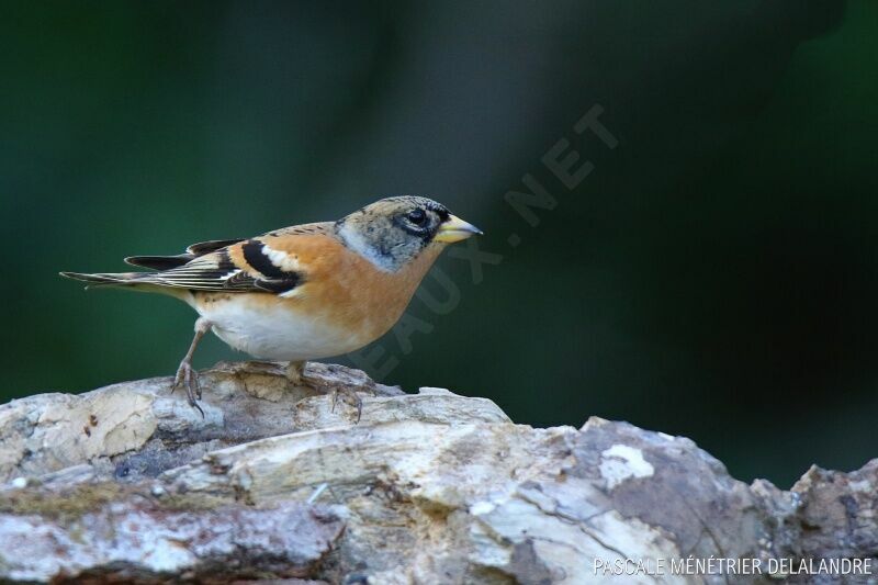 Brambling