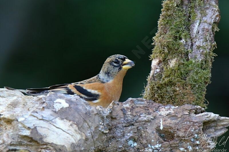 Brambling