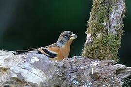 Brambling