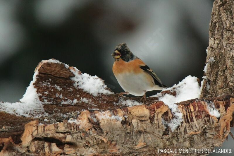 Brambling male adult