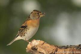 Brambling