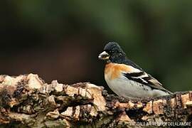 Brambling