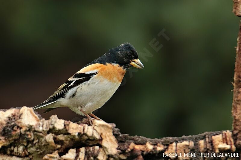 Brambling male adult breeding