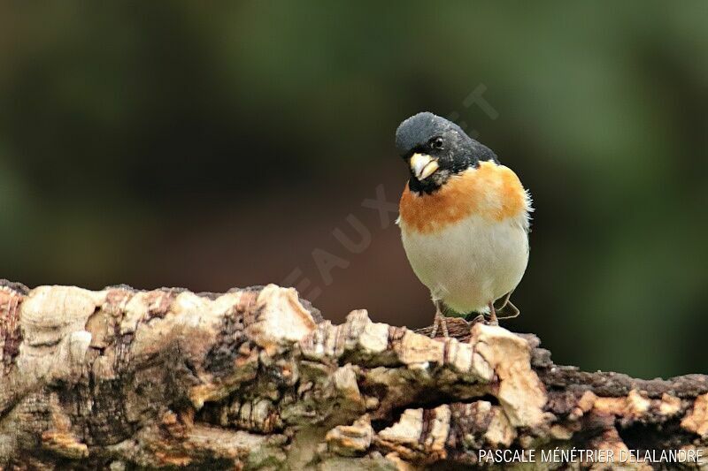 Brambling male adult breeding