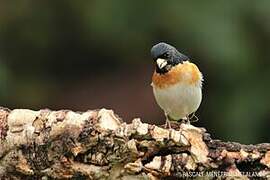 Brambling