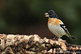 Brambling