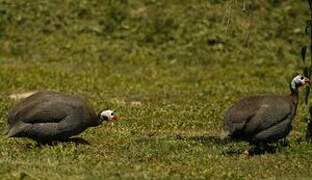 Helmeted Guineafowl