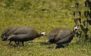 Helmeted Guineafowl