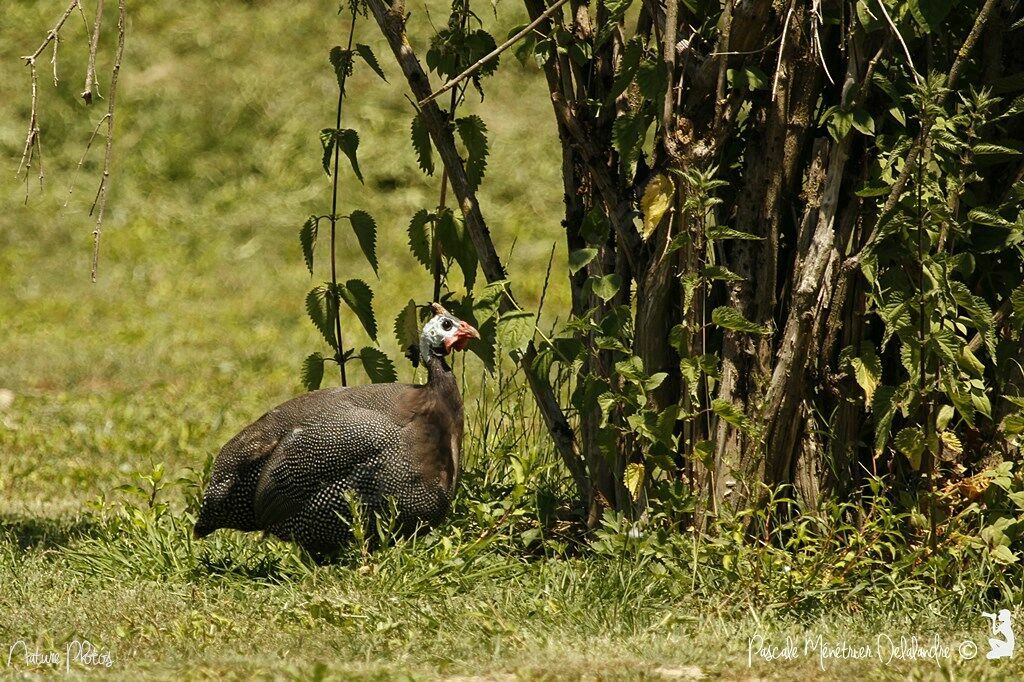 Helmeted Guineafowl