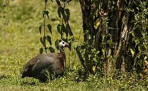 Helmeted Guineafowl