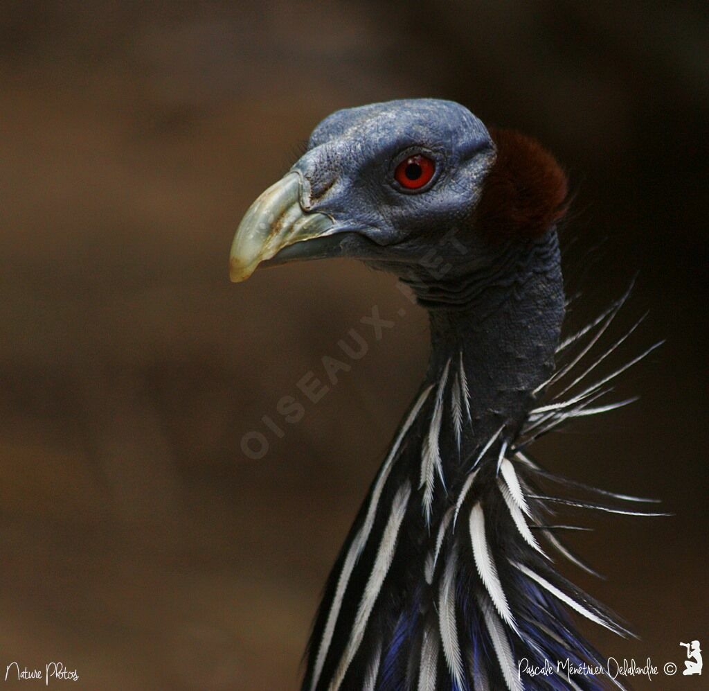 Vulturine Guineafowl