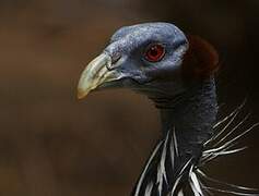 Vulturine Guineafowl