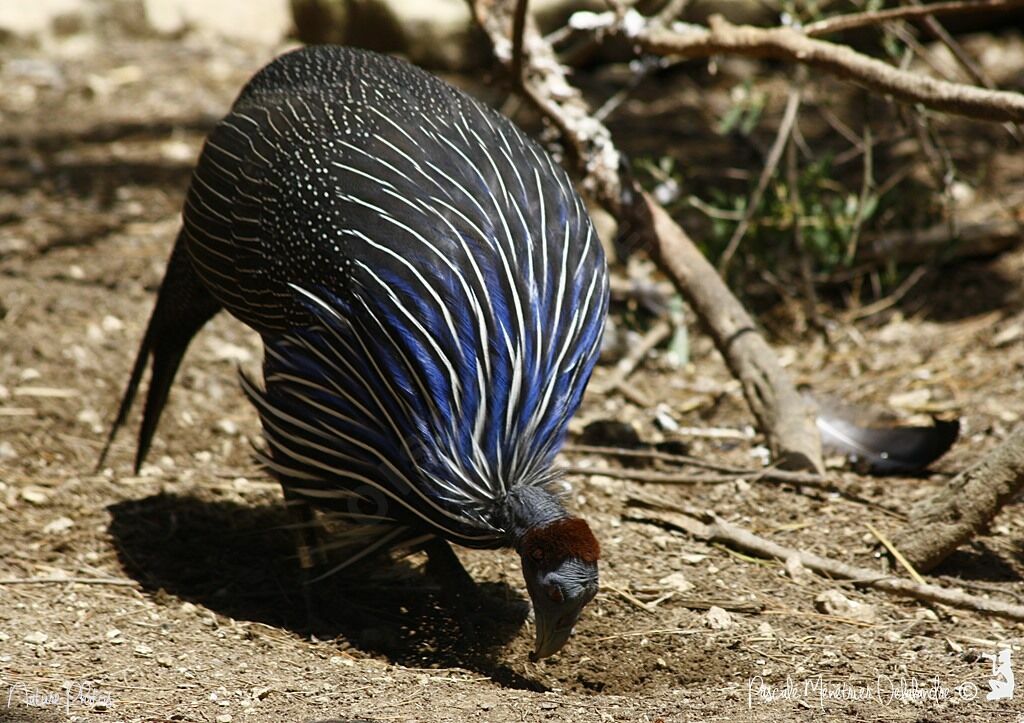 Vulturine Guineafowl