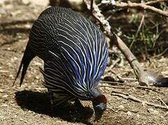 Vulturine Guineafowl