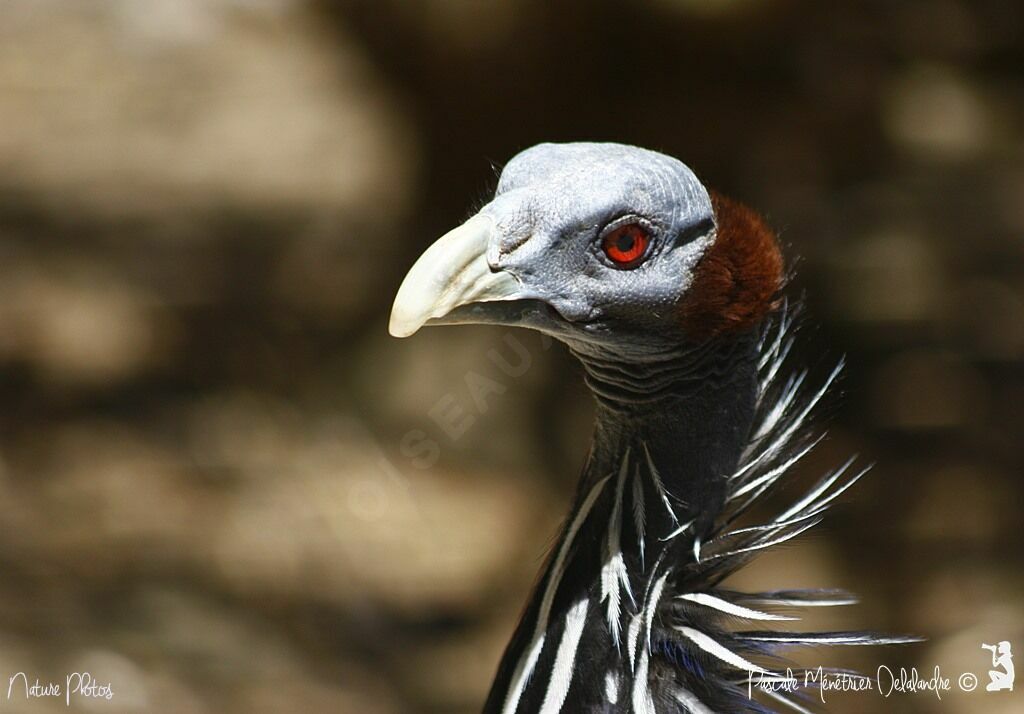 Vulturine Guineafowl