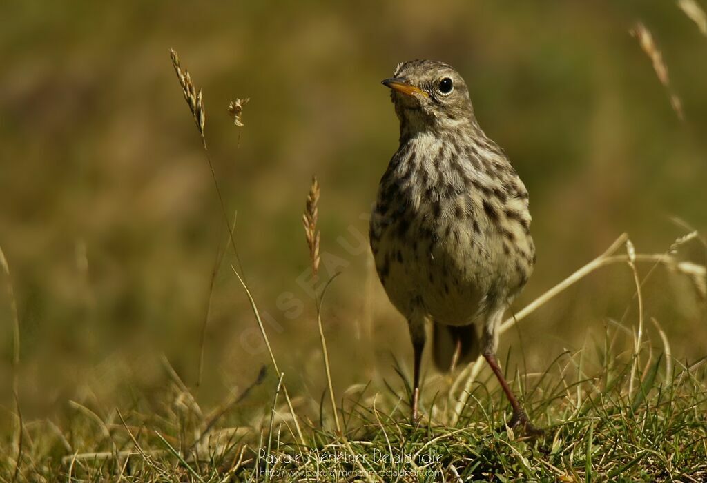 Pipit farlouse