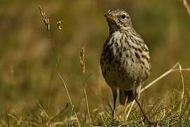 Meadow Pipit