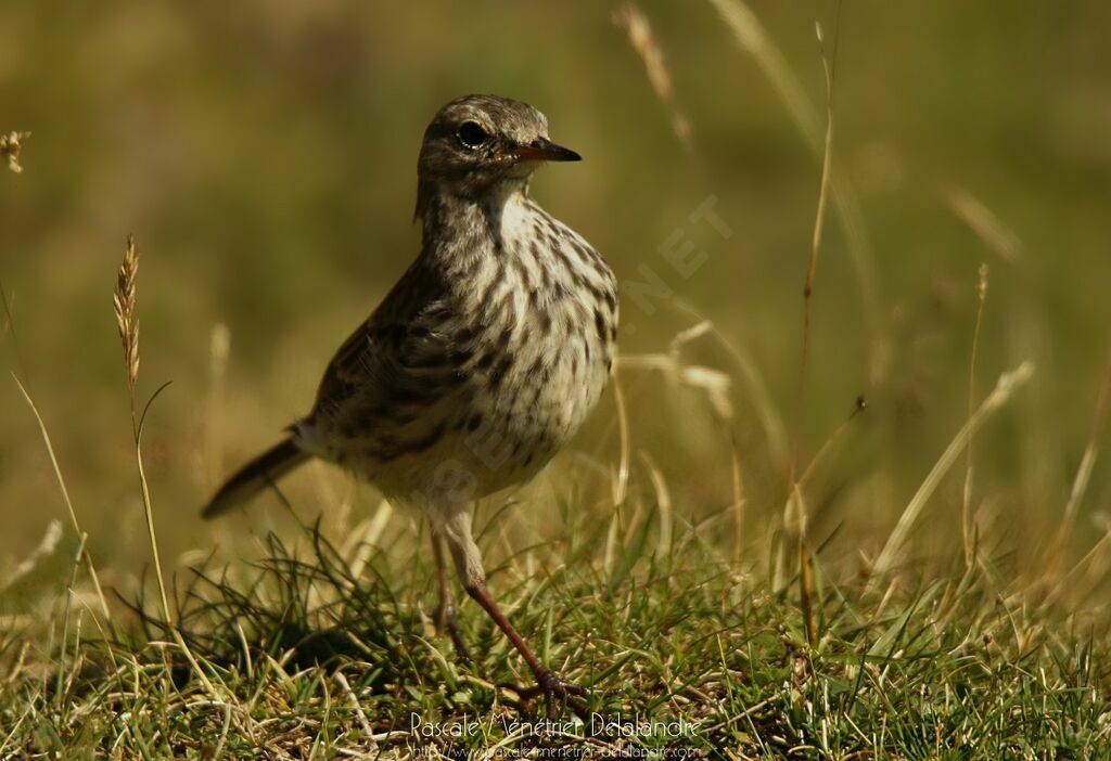 Pipit farlouse