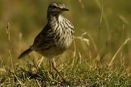 Meadow Pipit