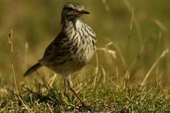 Pipit farlouse