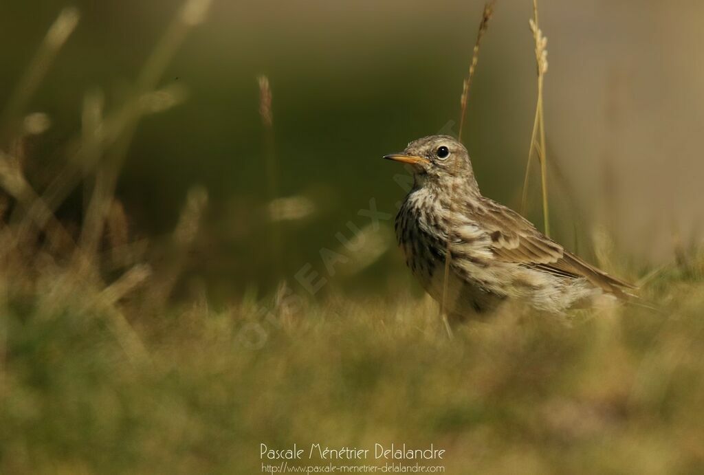 Pipit farlouse