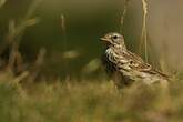 Pipit farlouse