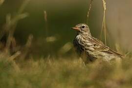 Meadow Pipit