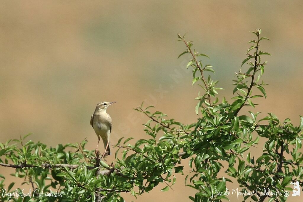 Pipit rousseline