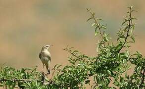 Tawny Pipit