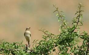 Tawny Pipit