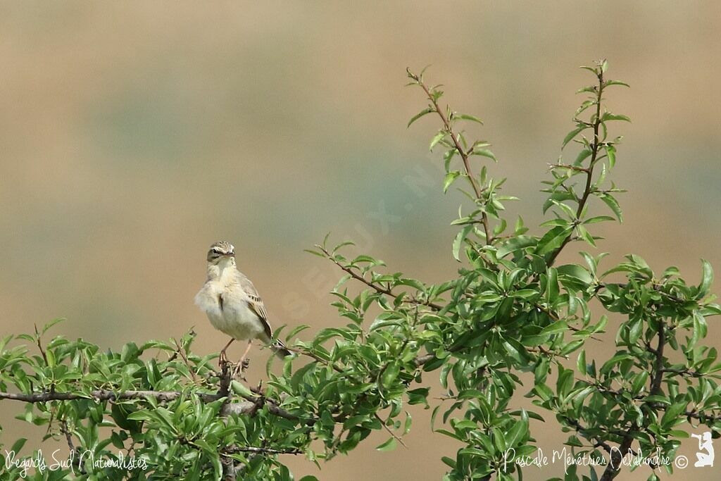 Pipit rousseline