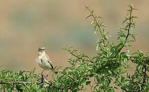 Tawny Pipit